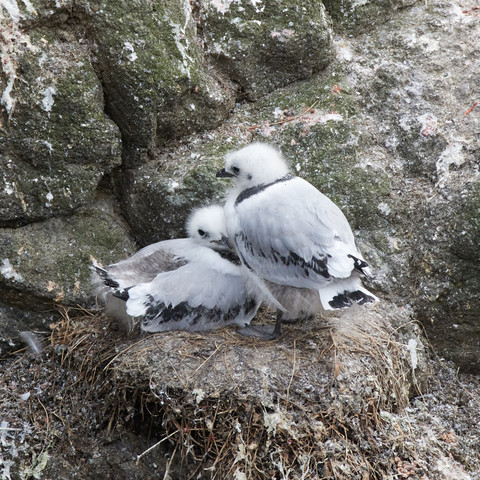 zwei flauschige Dreizehenmöwen-Küken auf dem Nest an einem Kliff