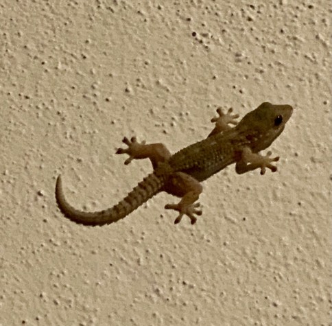 A small gecko on a beige textured wall.