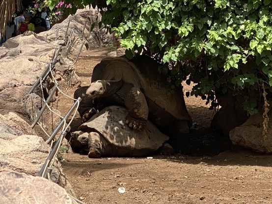 Two giant tortoises, the larger one on top of the other making new tortoises, under a leafy bush.