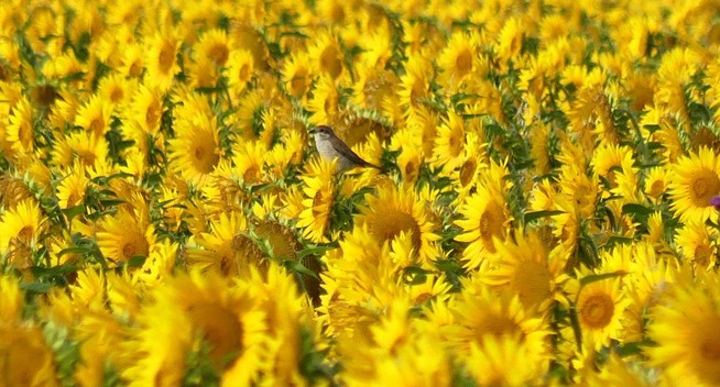 ein Bild voller Sonnenblumen, mittig ein Neuntöter auf einer der Blüten