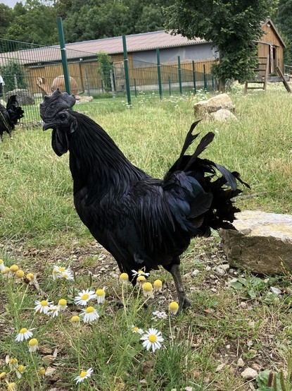 Auf einer Wiese: Ein Hahn, komplett schwarz von Federn über Kamm bis zum Schnabel.