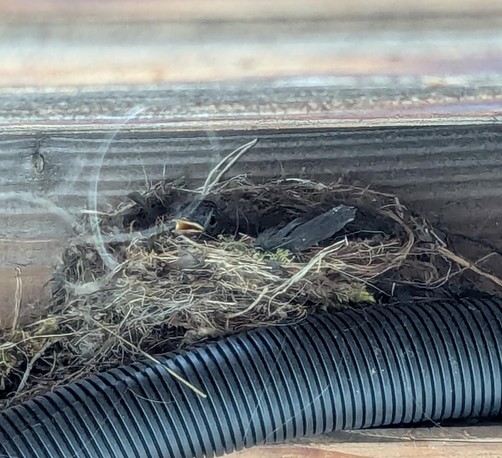 Ein Nest mit einem vielleicht auch zwei Rotschwanzkücken . Unter einem Balkon mit einer Leitungsmanschette im Vordergrund. Ein Vögelchen hat den Schnabel geöffnet 