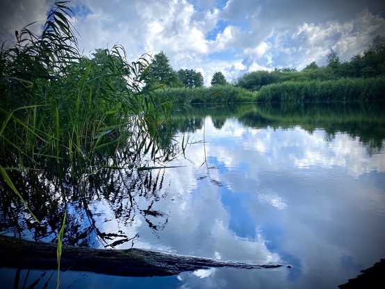 Ein Gewässer in dem sich der Himmel, die Wolken und die Uferpflanzen spiegeln. Links im Bild wachsen Schilfpflanzen, ein vermodernder Baumstamm liegt in Ufernähe im Wasser.