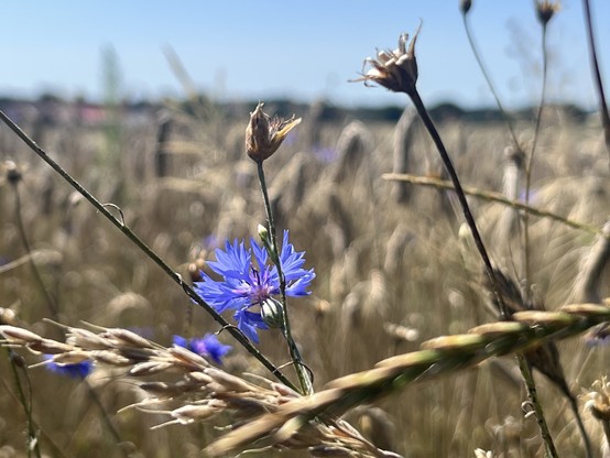 Nahaufnahme einer blauen Wildblume unter trockenem Gras auf einem sonnigen Feld.