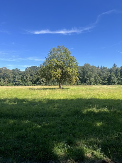 Ein einsamer Baum steht in der Mitte eines grasbewachsenen Feldes, mit einem Wald im Hintergrund unter einem klaren blauen Himmel.