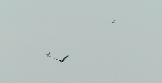Elend weit weg aber doch: ein Schwarzstorchfligt nach links, 2 Brachvögel kommen ihm entgegen, einer sehr dicht.