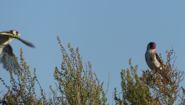 rechts Distelfink in Saueramoferblüte, von links kommt noch ein Stieglitz geflogen