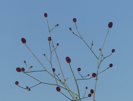 Große Wiesenknopf - Blüten vor blauem Himmel