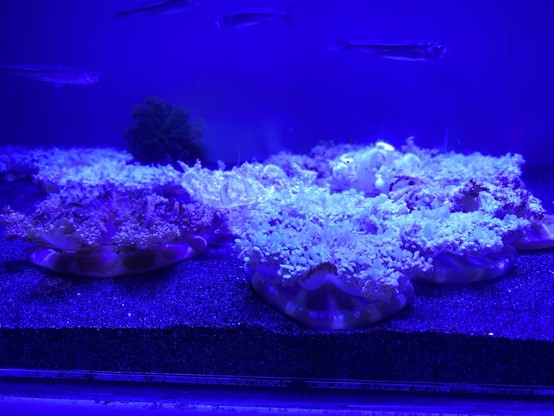 A few jellyfish and small fish in an aquarium with blue lighting. The jellyfish are laying upside down at the bottom of the aquarium.