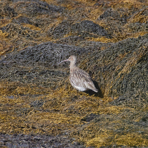 inmitten braunem und schwarzgrauem Seetang sitzt ein Brachvogel