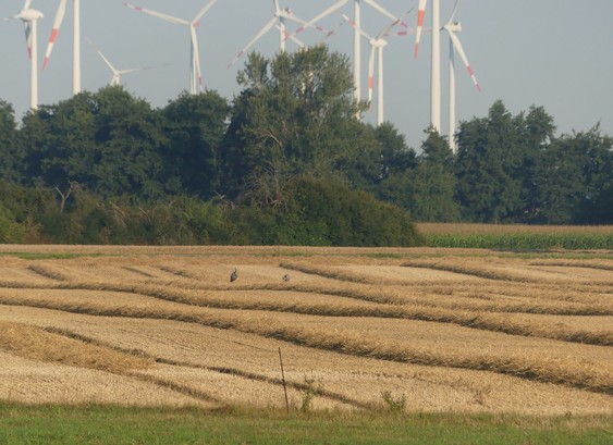 Blick über abgeerntetes Getreidefeld, das Stroh liegt in Reihen, dazwischen 2 Kraniche, fern hinter Laubbäumen viele Windräder
