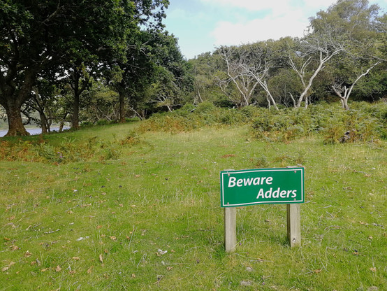 a meadow with ferns and small trees behind, with a sign 