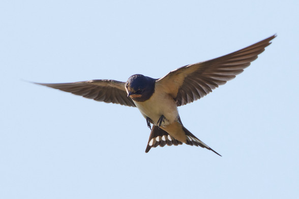 eine Rauchschwalbe im Flug schräg von vorne mit ausgebreiteten Flügeln und Schwanzfedern, sie scheint neugierig den Kopf zu drehen