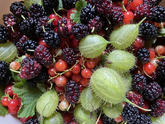 Eine Nahaufnahme einer Vielzahl von Beeren, darunter Brombeeren, rote Johannisbeeren und Stachelbeeren, die zusammen mit grünen Blättern angeordnet sind.

A close-up view of a variety of berries, including blackberries, red currants, and gooseberries, arranged together with green leaves.