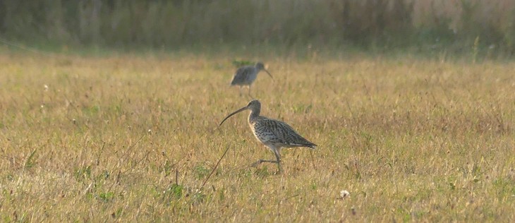 im goldenen Morgenlicht 2 Brachvögel auf einer Wiese