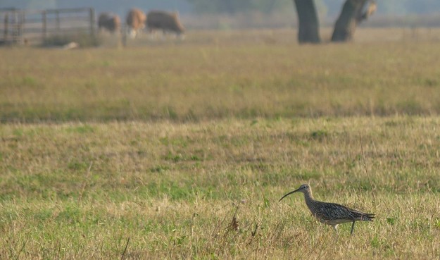 unten rechts ein Brachvogel, oben links 3 braune Rinder, Gatter