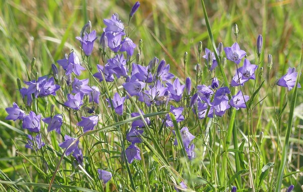 ein Büschel Wiesenglockenblumen