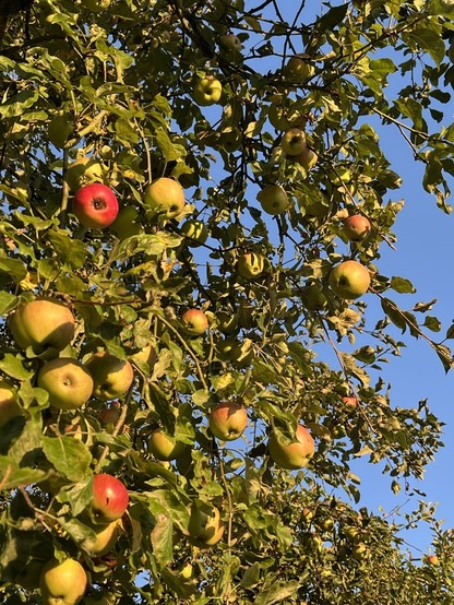 Apfelbaum voller Äpfel vor strahlend blauem Himmel.  