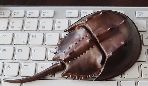 Foto eines Modells eines Pfeilschwanzkrebses (Limulidae) auf einer PC-Tastatur