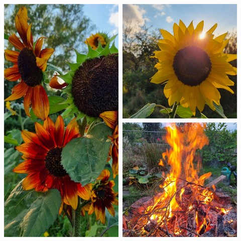 Sonnenblumen und Lagerfeuer 