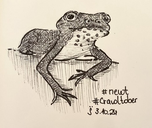 A detailed black-and-white sketch of a newt, featuring its distinctive features like a rounded head and prominent eyes. The drawing includes hashtags 