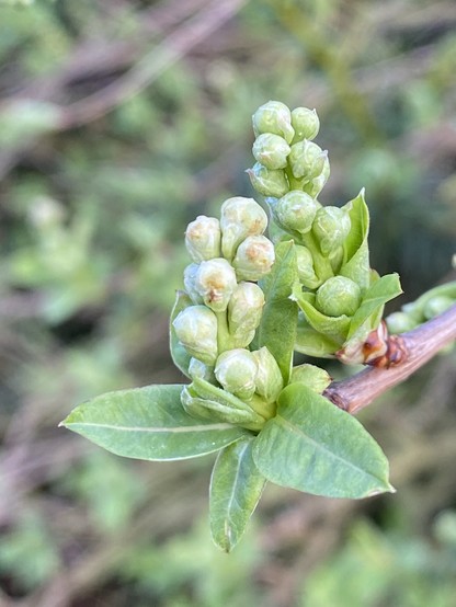 
Eine Nahaufnahme einer Pflanze mit Knospen und grünen Blättern, die auf ein neues Wachstum hinweist.


A close-up of a plant with buds and green leaves, indicating new growth.