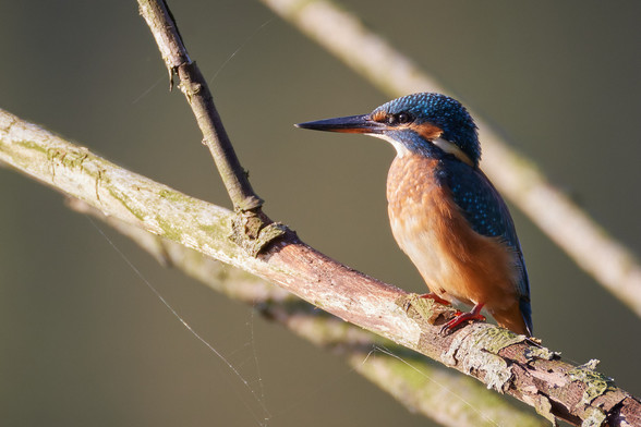 ein Eisvogel im Porträt, wie er auf einem Ast sitzt und geradeaus in die Morgensonne schaut