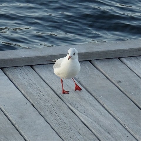 Ein weißer Vogel mit roten Beinen steht auf einem Holzponton, mit Wasser im Hintergrund sichtbar.