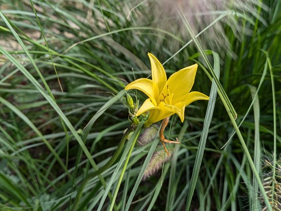 kleine gelbe Taglilie