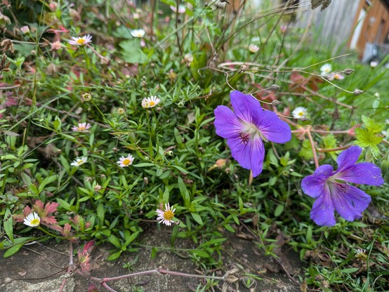 Erigeron und Geranium 