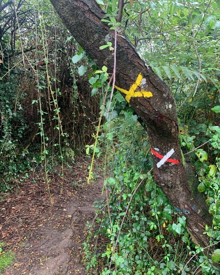 Ein Baumstamm am Rande eines Pfads im Wald mit einem aufgepinselten gelben und einem rot-weissen Kreuz. Deren Bedeutung: Du bist falsch abgebogen!