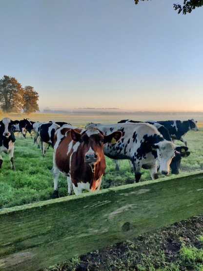 Eine rotbunte Kuh in einer Herde Schwarzbunter, hinter einem Holzzaun auf der grünen Weide, im Hintergrund zwei Bäume und ein dunstig himmelblauer Himmel 