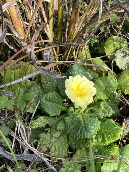 Eine gelbe Primel in der herbstlichen Wiese