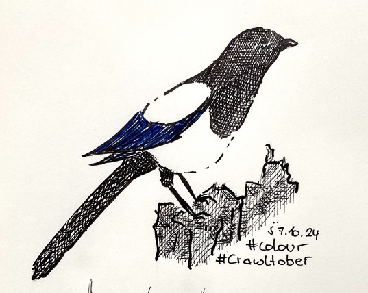 A hand-drawn sketch of a magpie featuring a black head, white body, and blue wings, perched on a rocky surface. The drawing includes the date 