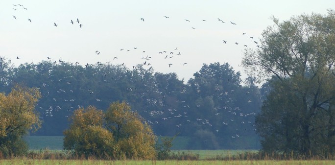 eine Gänsewolke zwischen Bäumen im Landeanflug