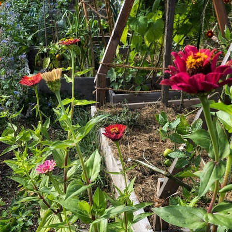 Zinnien blühen im Kleingarten im Oktober