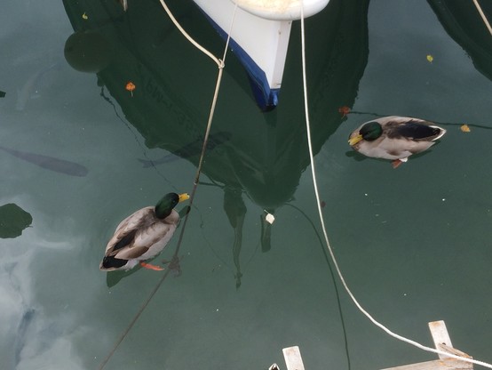 
Zwei Stockenten schwimmen im ruhigen Wasser, mit sichtbaren Reflexionen. In der Nähe ist ein Boot teilweise untergetaucht, und einige Blätter schweben auf der Oberfläche.

Two mallard ducks are swimming in calm water, with reflections visible. Nearby, a boat is partially submerged, and some leaves are floating on the surface.