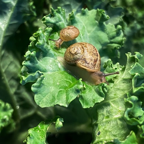 Zwei gefleckte Weinbergschnecken im Grünkohl