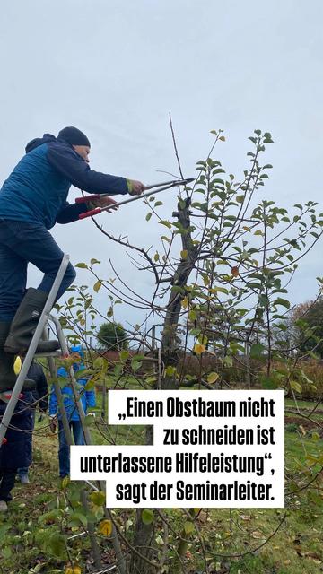 Ein Mann steht auf einer Leiter und schneidet den Apfelbaum. Zitat: „Einen Obstbaum nicht zu schneiden ist unterlassene Hilfeleistung.“