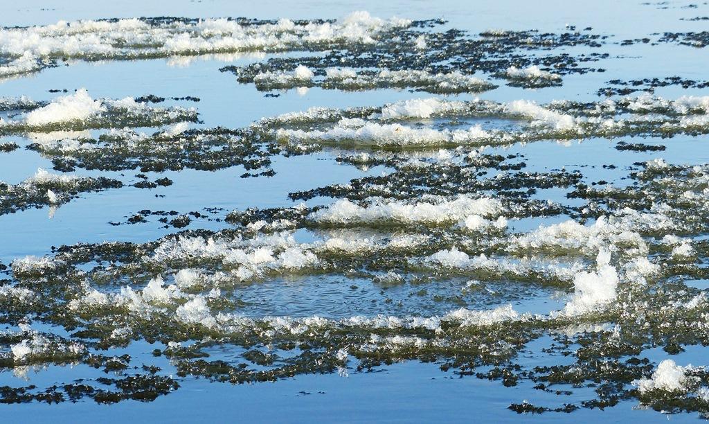 Treibeis auf der Elbe: pfannkuchenrund mit eisigem Rand, das Wasser himmelsblau