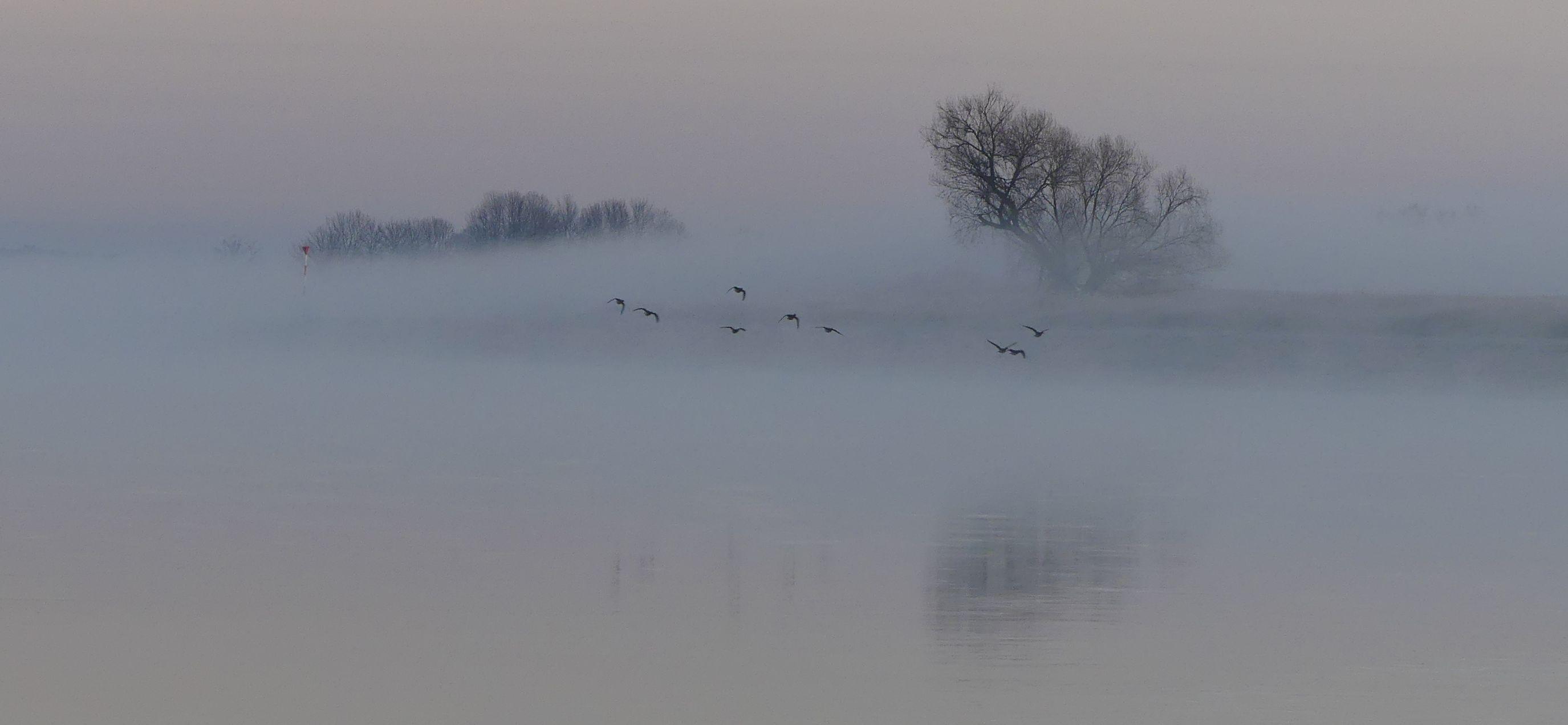 Fluss, Vögel tief darüber, die sich spiegeln, Nebel, der mit dem Wasse zieht, aus dem Bäume ragen