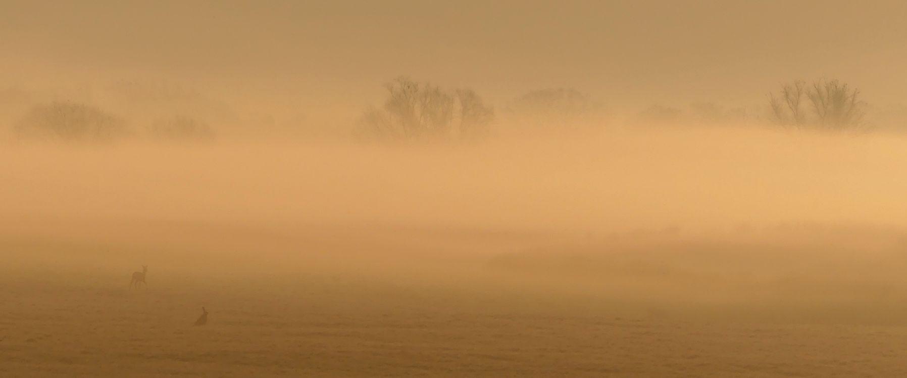 Ein goldenes Bild, auf dem eine Nebelbank fast die ganze Landschaft verschluckt. Einige Baumkronen ragen heraus und nach vorn ist wiese sichtbar, darauf ein hase und ein Reh.