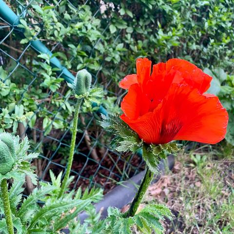 Prächtiger roter Mohn vor einem typischen Gartenzaun. 