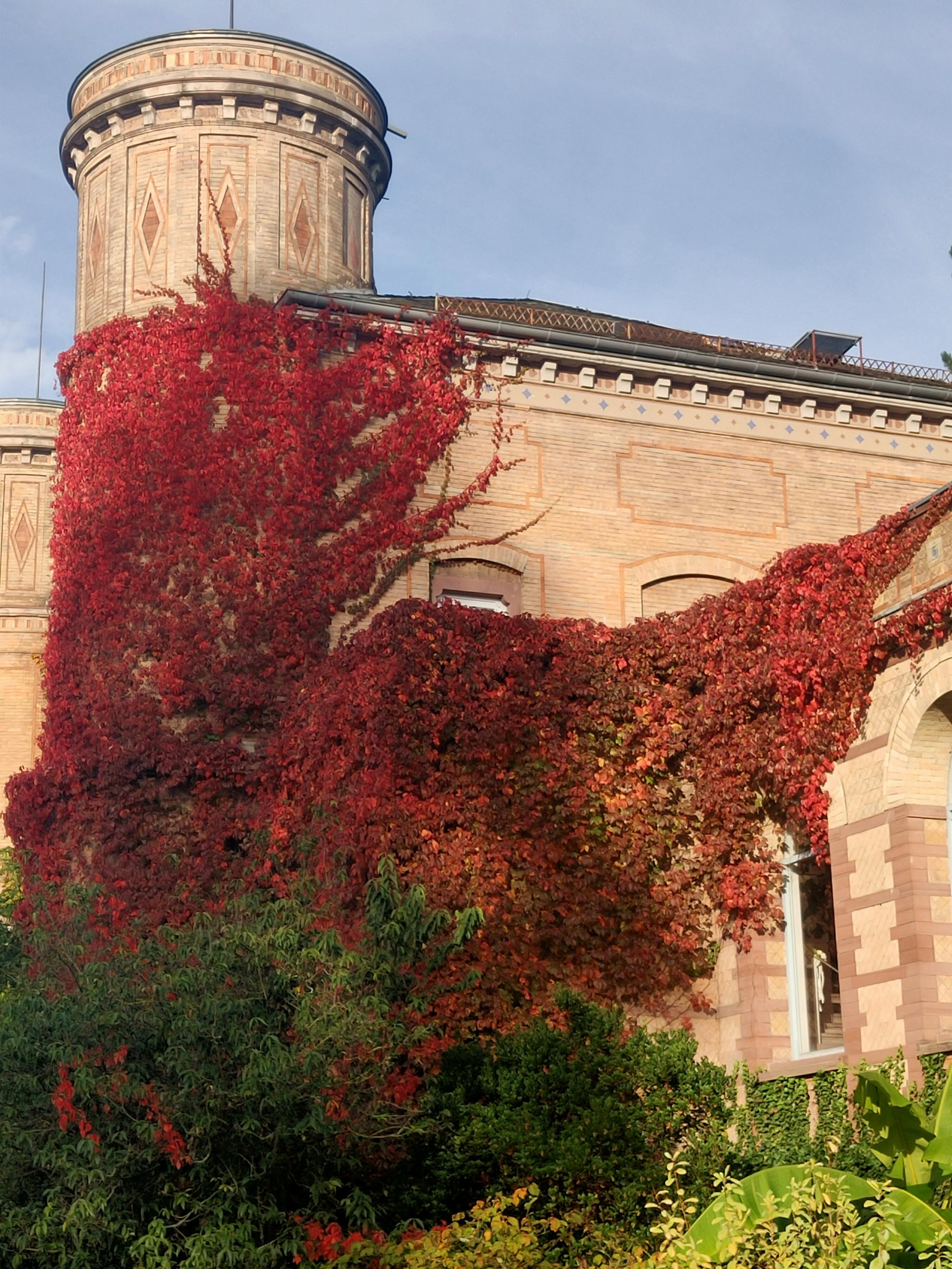 Ein altes Gebäude im Botanischen Garten mit rundem Turm. Um den Turm herum und an der Seite des Gebäudes breitet sich bis zum Dach des Hauses rotglühendes Efeu (oder eine ähnliche Pflanze) aus.
