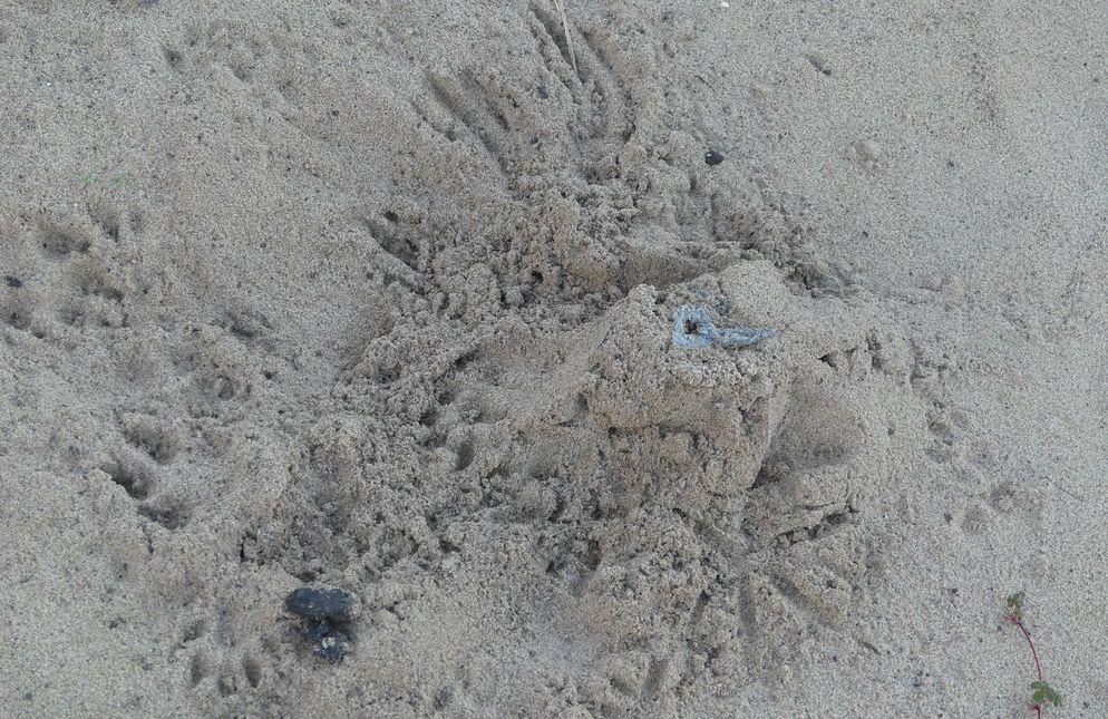 zusammengescharrtes Sandhäufchen, Kratzspuren vom Otter, Spuren vom Wolf und vermutlich von einem Reiher, oben auf dem Haufen fischschuppensilbriger Otterkot