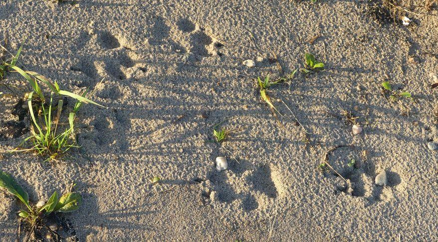 Hin und Her von Wolfsspuren in nassem Sand