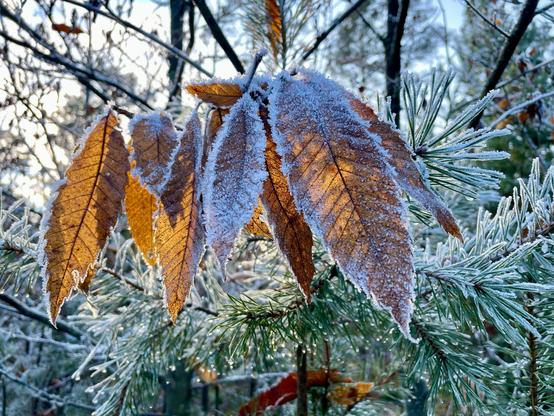 Ein Bündel hängender Blätter, schon braun und mit Reif umrandet, von der tiefstehenden Sonne von hinten beleuchtet. 