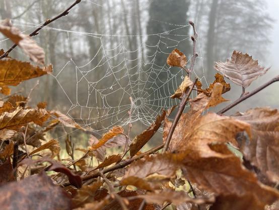 Ein Spinnennetz hängt in einer herbstlichen Hecke. Nebeltröpfchen hängen an den Fäden.