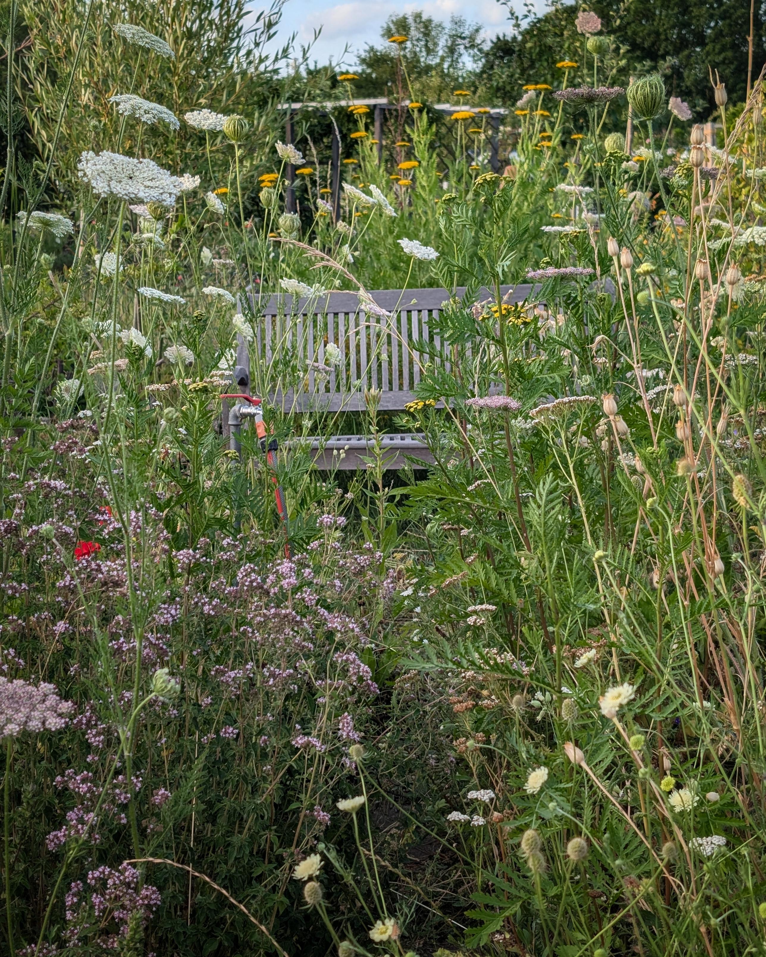 Die Gartenbank verschwindet fast zwischen den hoch wachsenden Wildstauden und Gräsern.
