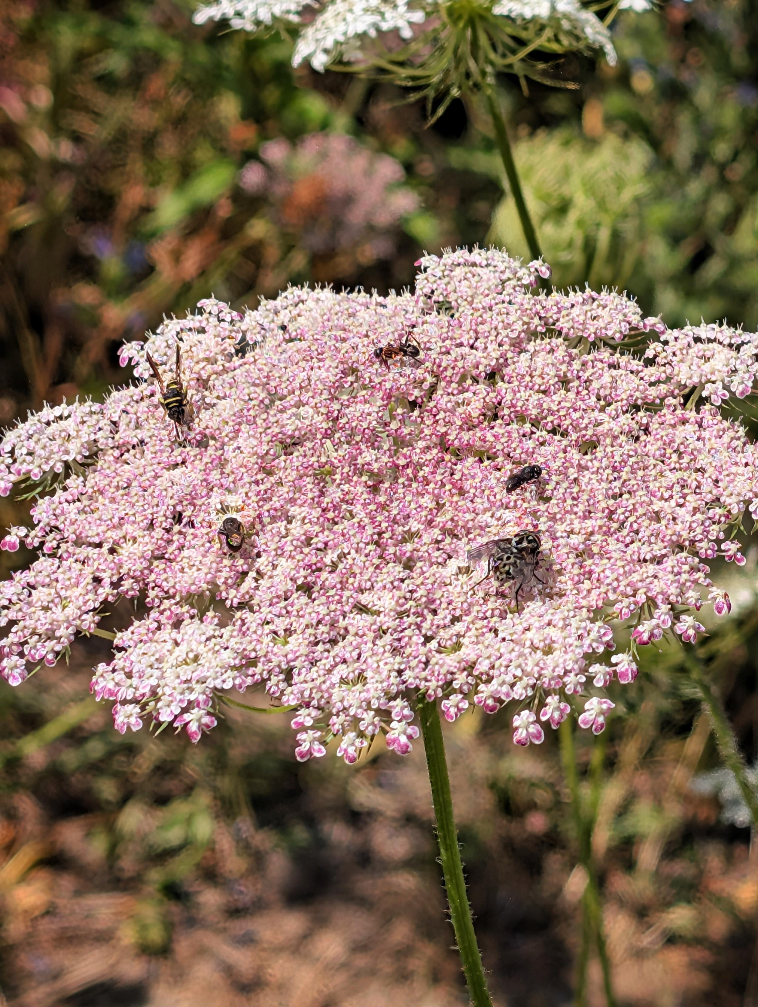 Eine Wilde Möhre voller Insekten
